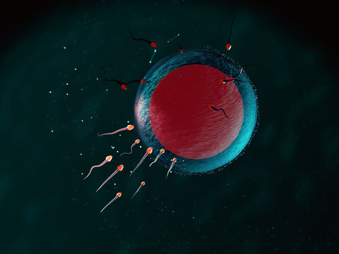 Sperm Cells Approaching an Egg in a Biological Setting