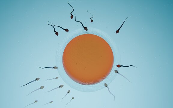 Sperm Cells Approaching an Egg in a Biological Setting