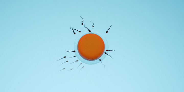 Sperm Cells Approaching an Egg in a Biological Setting