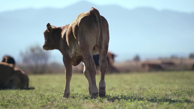 Beefmaster cattle herd grazing in a green meadow field, selective focus cinematic shot, slow motion