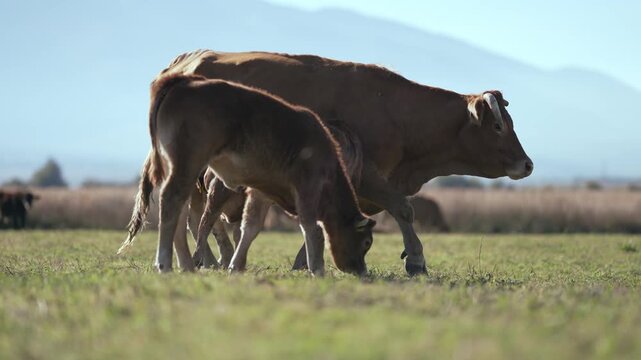 Family of milk cow with calves in the pasture meadow, slow motion