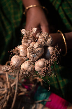 Hill Garlic