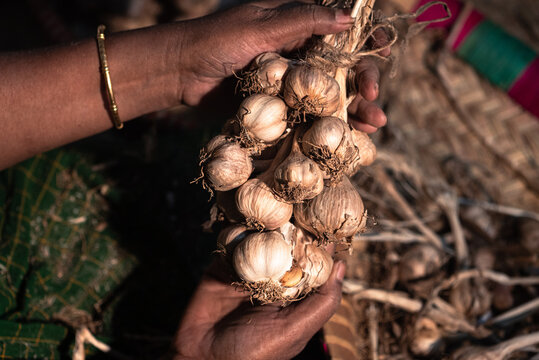Hill Garlic