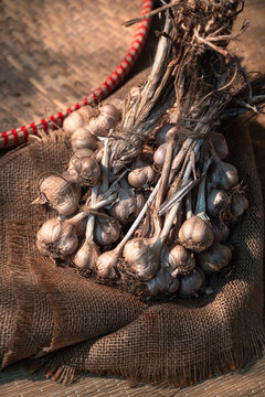Hill Garlic