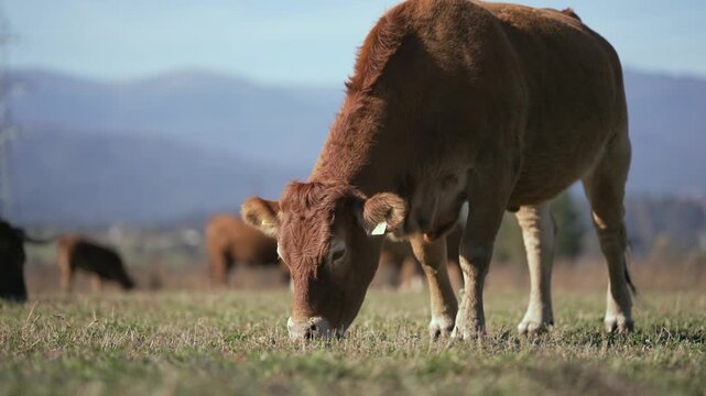 Beefmaster cattle herd grazing in a green meadow field, selective focus cinematic shot, slow motion