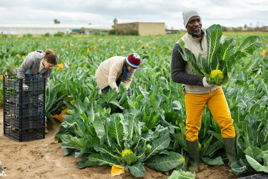 Man farmer harvests broccoli with a team of farmers in a farm field