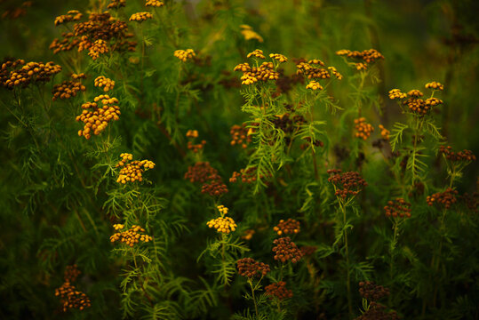 Summer nature flower background