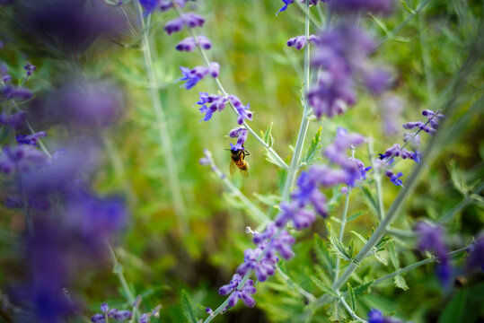 Summer nature flower bee