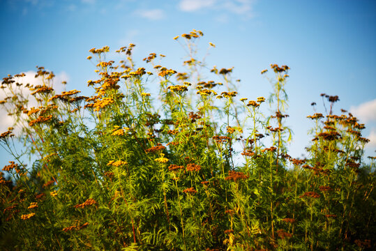 Summer nature flower