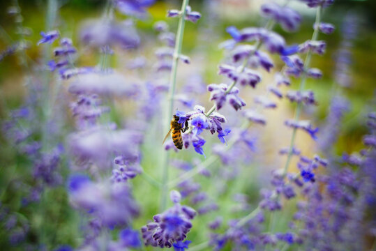 Summer nature flower bee