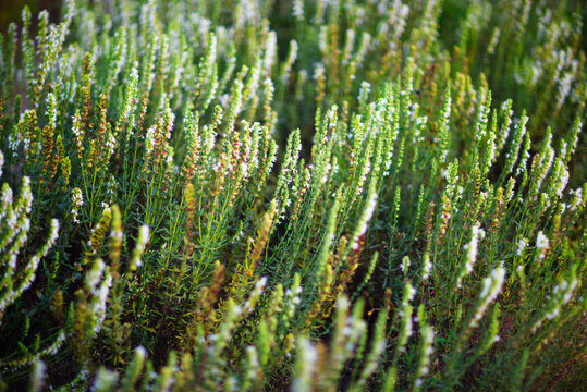 Summer nature flower grass