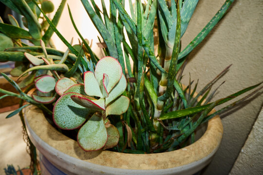 Houseplants in a pot
