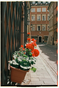 Red flowers along quiet street in Warsaw