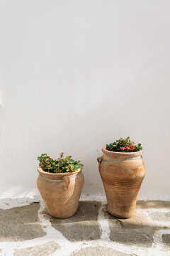 Potted Plants