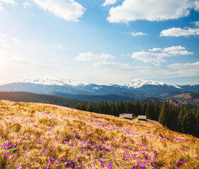 Breathtaking scene with blooming flowers and rustic cabins against a backdrop of snowy mountains under a clear blue sky.