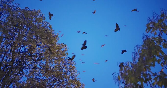 Birds fly in the dark blue night sky over forest trees. slow motion. Horror dramatic blue hour scene