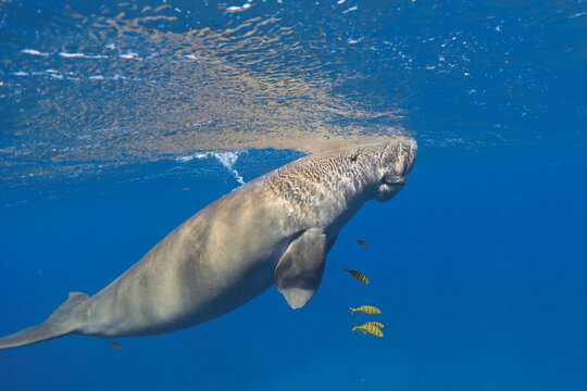 Air-breathing dugong (Dugong dugon) breathes. Sea cow underwater