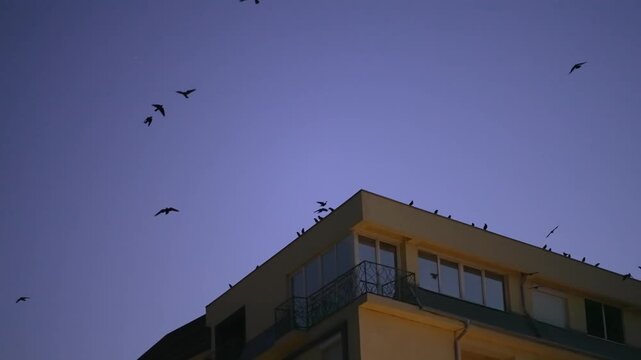 Flock of bird fly in slow motion over building roof top against sunset purple sky