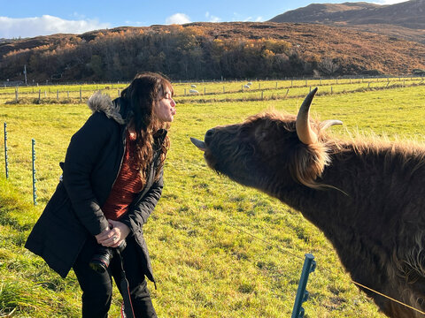 Woman being playful with a hairy scottish cow on a sunny day. 