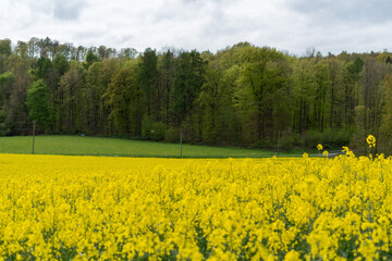 Obraz premium Yellow rapeseed field with forest background
