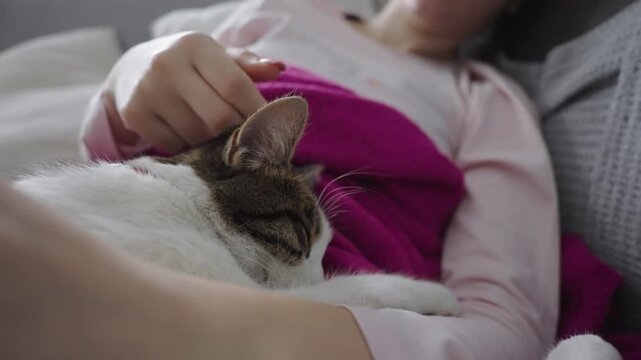 A young black and white aegean cat is enjoying petting from a female on a furry beige blanket
