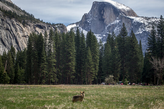 Coyote and Half Dome