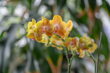 Obraz premium Description 2 (≈200 characters) Blooming yellow Phalaenopsis orchid with delicate petals and pink lip arranged on curved stem with unopened buds and soft green bokeh background.