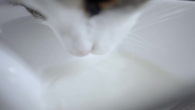 Cat drinking milk from bowl, closeup slow motion