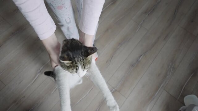 Happy cat standing on back legs dancing with girl, slow motion