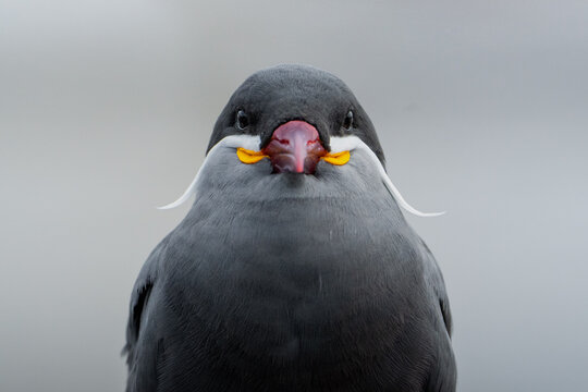 Inca Tern Bird Portrait
