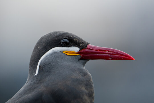 Inca Tern Bird Portrait