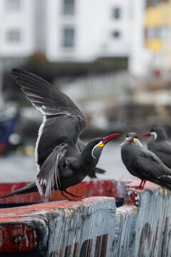 Inca Terns in a boat
