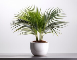 Fototapeta premium small ponytail palm tree in white pot isolated on white background