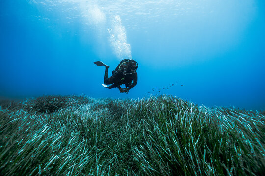 Scuba diver swimming above Mediterranean seagrass meadow