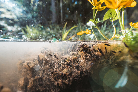 Tadpoles swimming in shallow forest pond