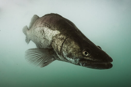 Close-up portrait of zander underwater in freshwater habitat