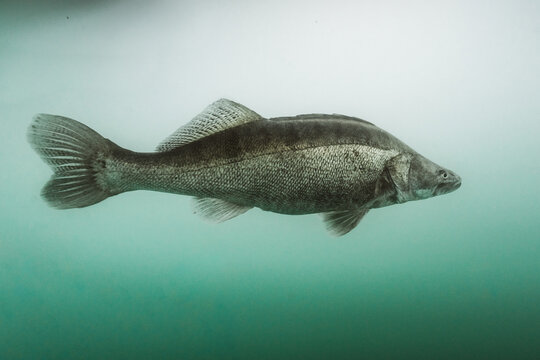 pikeperch swimming through green freshwater lake habitat