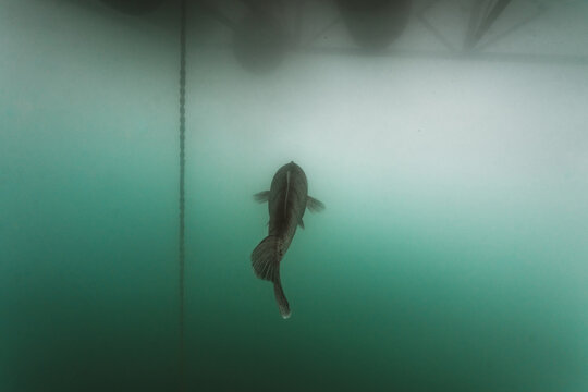 Large zander swimming beneath floating platform in freshwater la