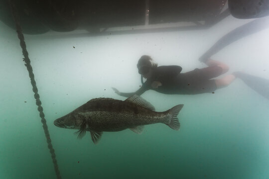 Young diver observing zander beneath lake platform