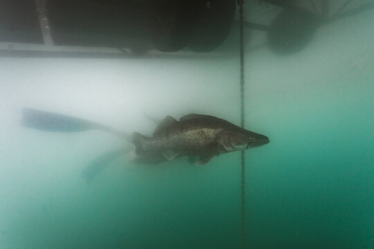 Zander fish gliding through murky lake water with diver in the b