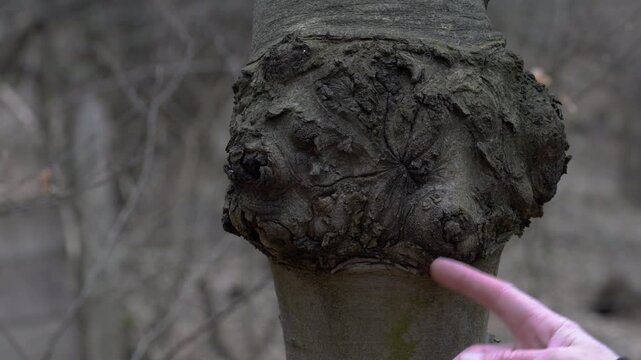 Deformation on European Beech wood (Fagus sylvatica) - (4K)