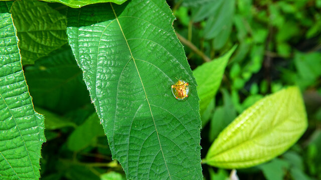 The bug scale is like a real golden beetle. Sulavesi island, Bunaken national park. A beautiful piece of jewelry, a gold brooch