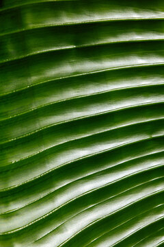 Close-up view of vibrant green leaf with sunlight
