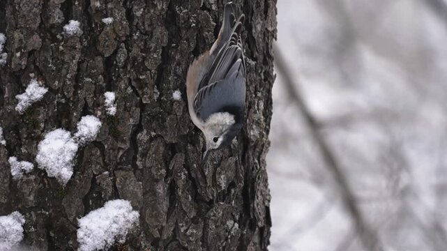 lose-up of a nuthatch perched upside down on a tree trunk, pecking at bark to extract food before holding it in its beak and briefly facing the camera. 