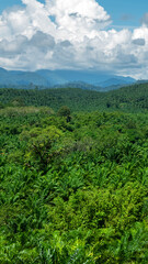 Obraz premium Tropical farming. A view from a tropical forest onto an oil palm plantation, oleiferous plant. Borneo, Malaysia. As a result of monoculture, natural rain forests are disappearing.
