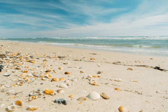 Seashells on St George Island Beach Florida