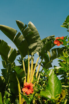 Tropical Plants St George Island, Florida