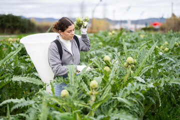 Focused young girl collecting ripe artichoke on the field during harvest time