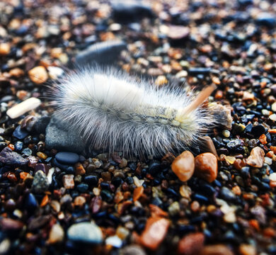A very funny but very harmful fluffy caterpillar of pale tussock (Calliteara pudibunda). Caterpillar (white form). Europe moths. Pest of fruit crops. The coast of the Sea of Japan, Sakhalin