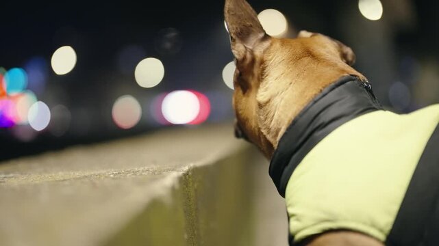 Portrait of french bulldog dog with jacket and leash looking at distance in the city at night, slow motion isolated selective focus cinematic shot